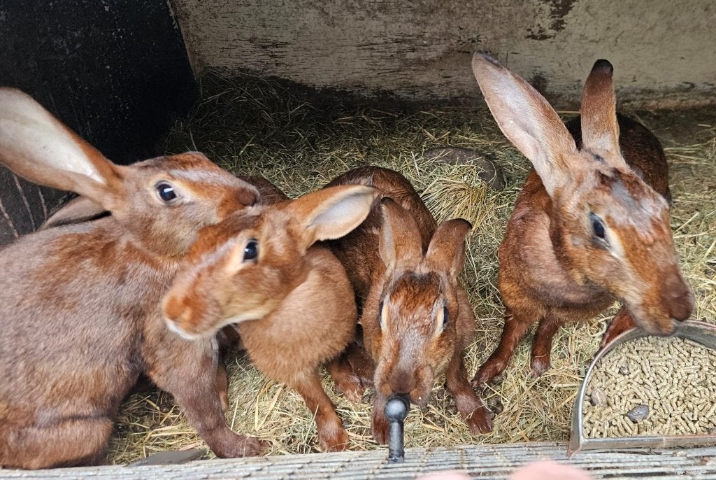 Belgisch haaskonijn, Dieren en Toebehoren, Konijnen, Meerdere dieren, Middelgroot, 0 tot 2 jaar
