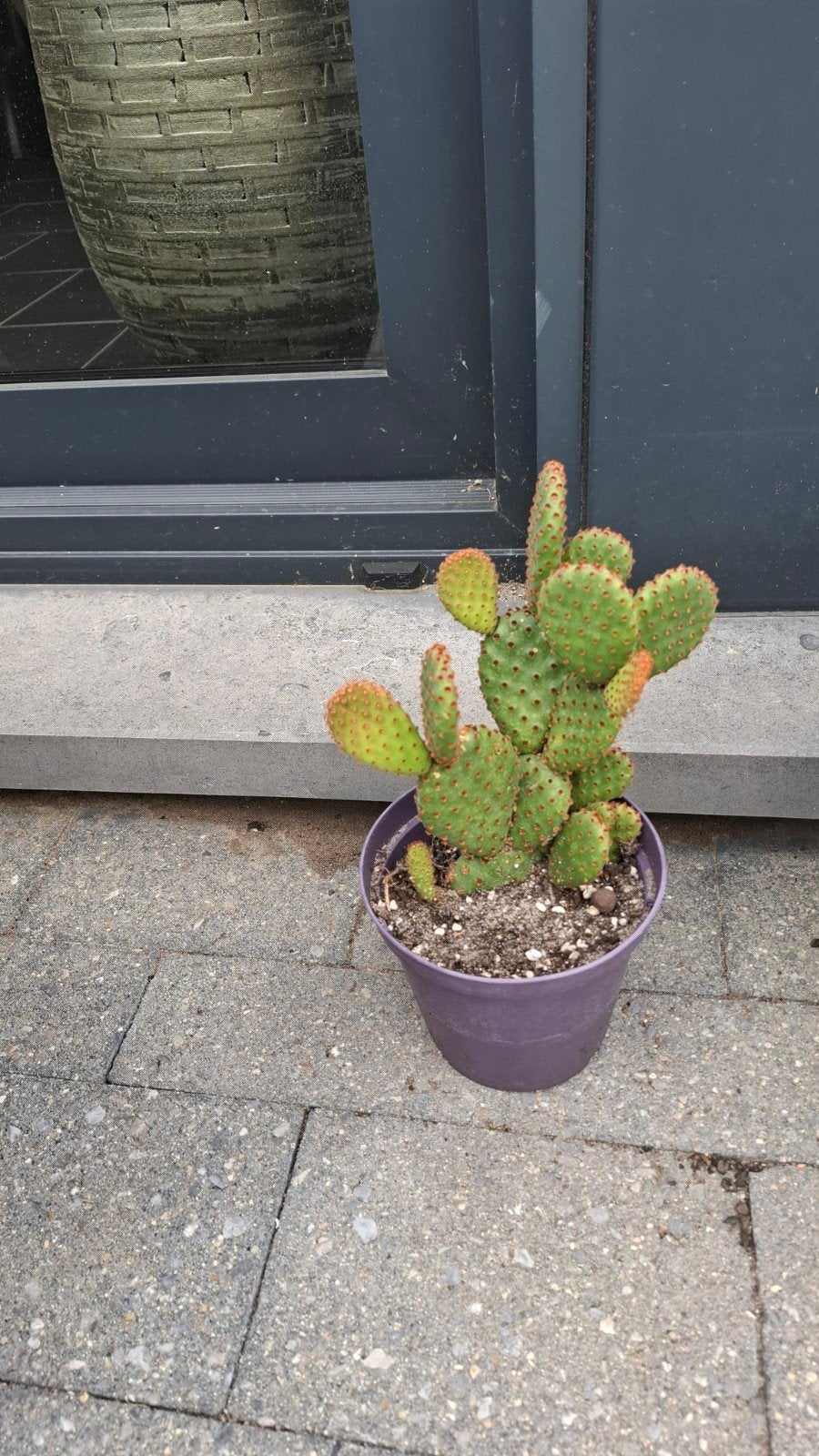 Opuntia microdasys
 Cactus, Ophalen