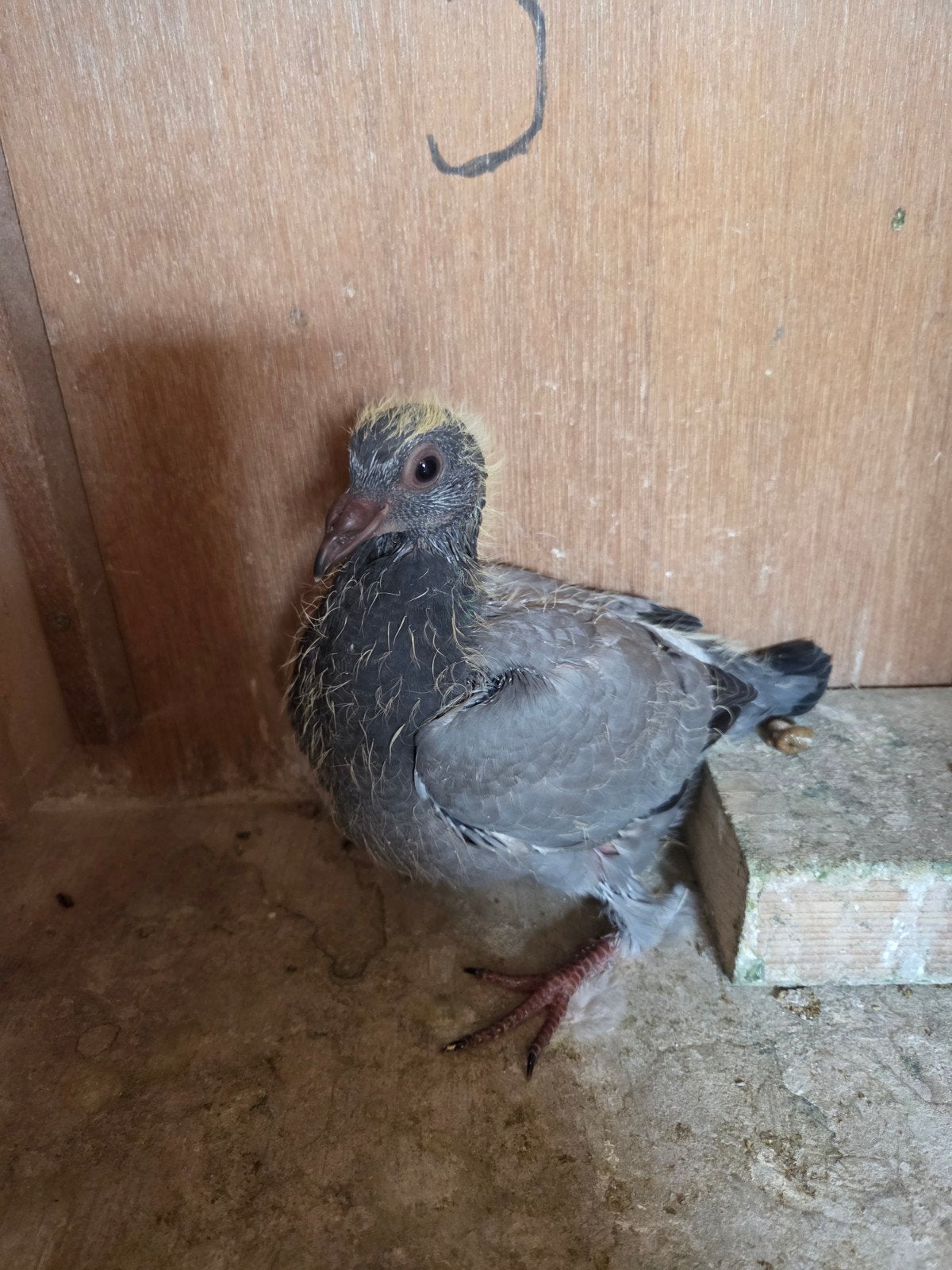 Jongen duiven te koop