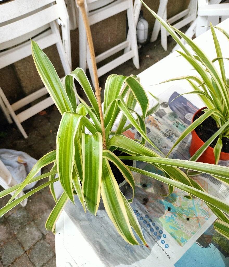mooie een jaar en meer jaar planten graslelie, Jardin & Terrasse, Enlèvement, En pot, Ombre partielle, Autres espèces