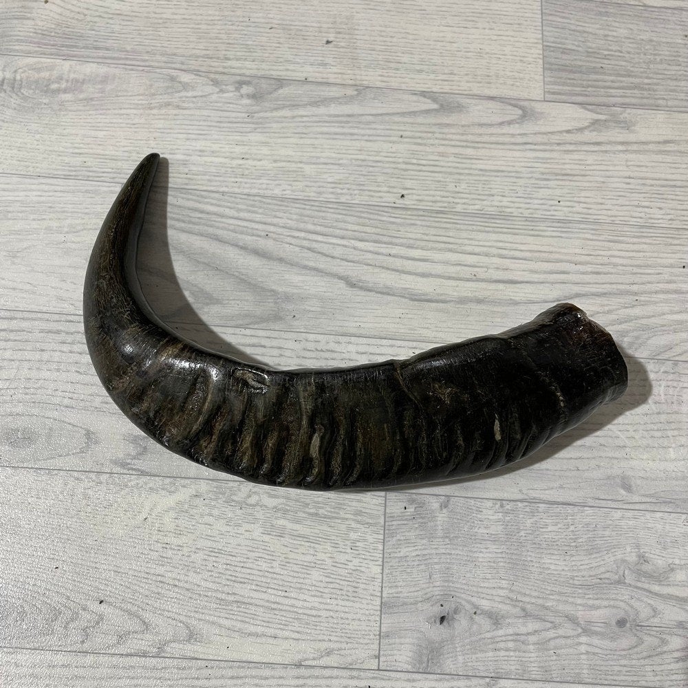 Waterbuffel hoorn los 50cm nr 336 | Lederstore, Collections, Enlèvement ou Envoi, Neuf, Animal de ferme, Bois ou Tête