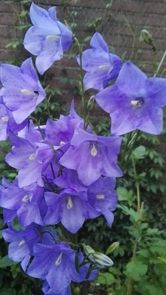 Campanula Purple, graines de campanule, Jardin & Terrasse, Bulbes & Semences, Envoi