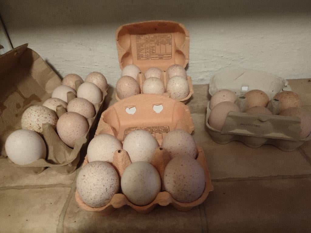 Kalkoen eieren, Dieren en Toebehoren, Pluimvee, Kalkoen