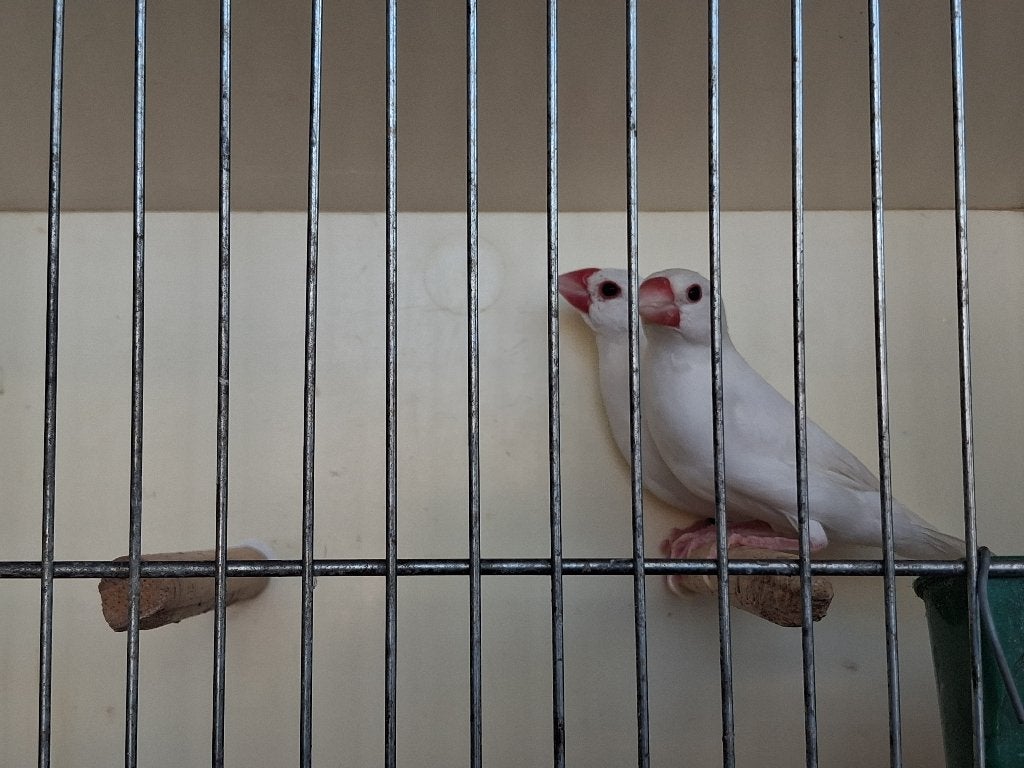 Witte padda koppel, Dieren en Toebehoren, Meerdere dieren, Tropenvogel, Geringd