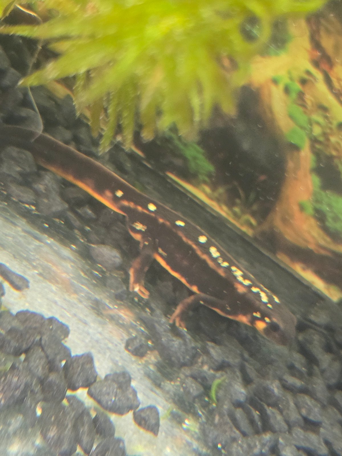 Zwaardstaartsalamander (Cynops ensicauda popei) – NLNK 2025, Dieren en Toebehoren, Reptielen en Amfibieën