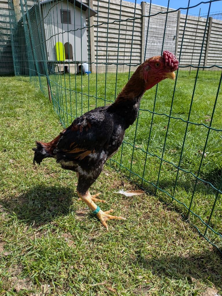 ko shamo, Meerdere dieren, Kip