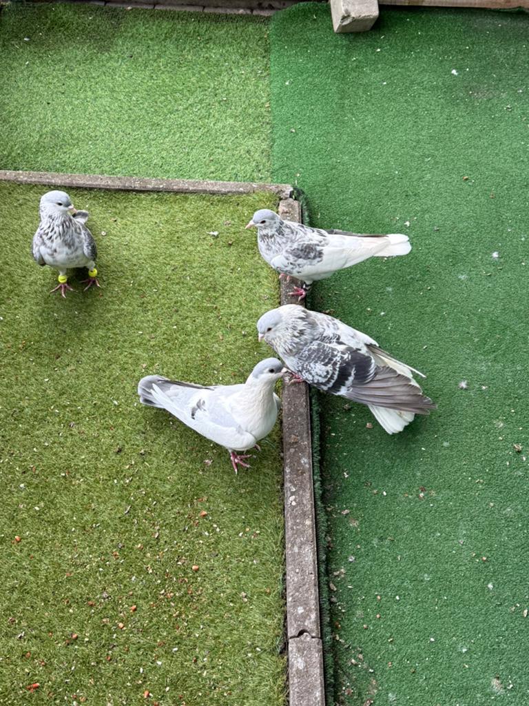Duiven, Dieren en Toebehoren, Vogels | Duiven
