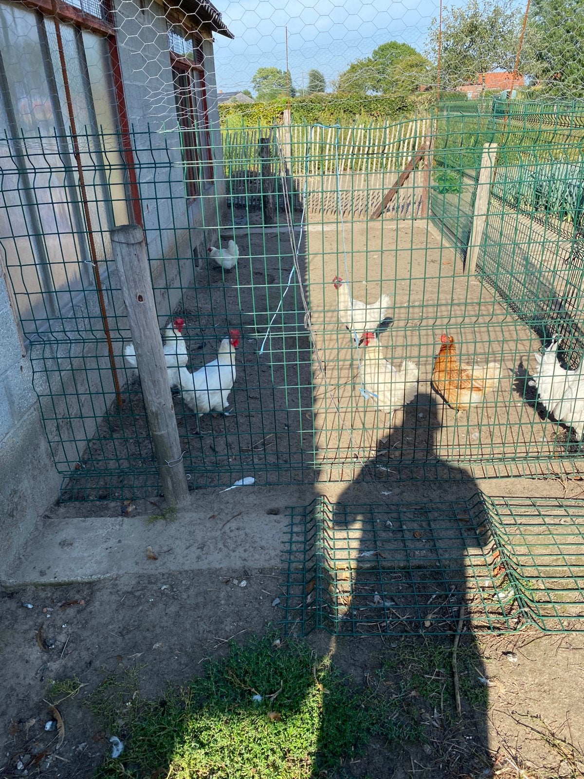 Kippen 7stuks, Dieren en Toebehoren, Ophalen, Zo goed als nieuw