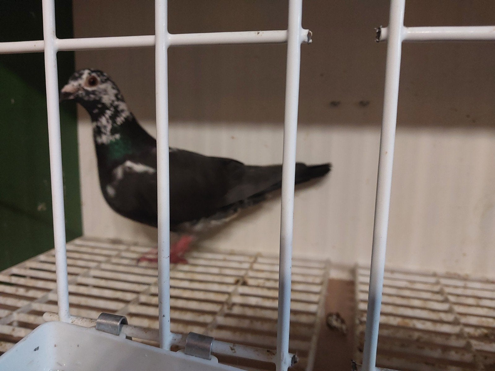 Postduif, reisduif, duivin, Dieren en Toebehoren, Postduif