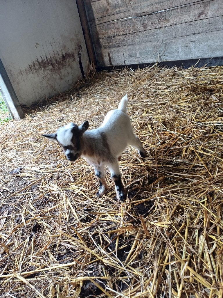 Mini dwergeitjes, Maart, Vrouwelijk