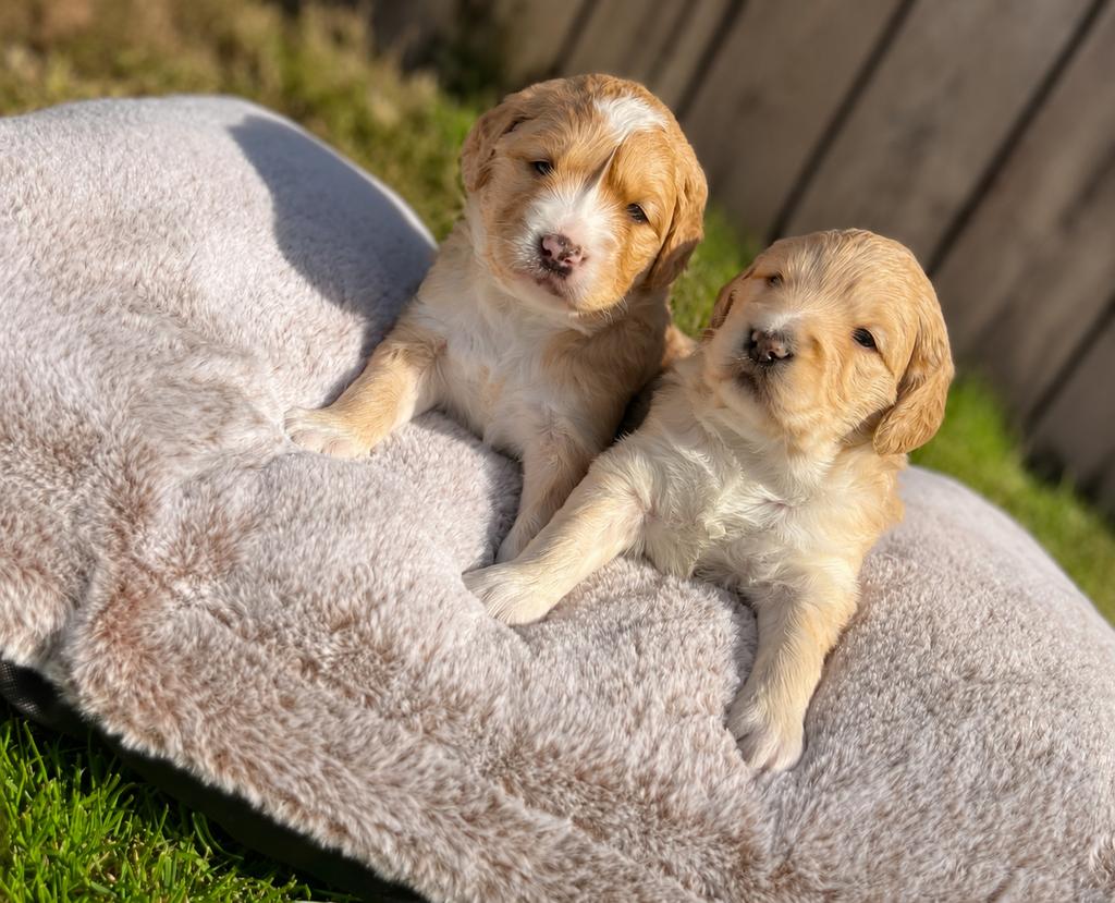 Medium goldendoodle pups, Dieren en Toebehoren, België, 8 tot 15 weken, Meerdere, Meerdere dieren