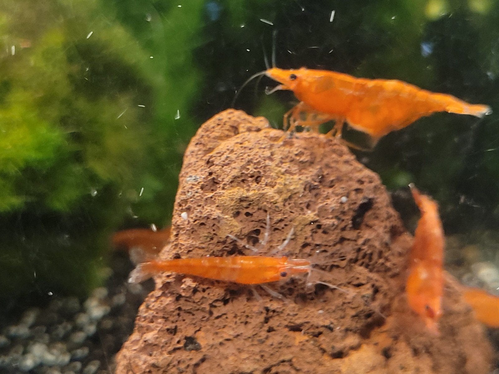 Hobbyaquarium Orange Sakura garnalen, Dieren en Toebehoren, Vissen | Aquariumvissen, Zoetwatervis, Kreeft, Krab of Garnaal