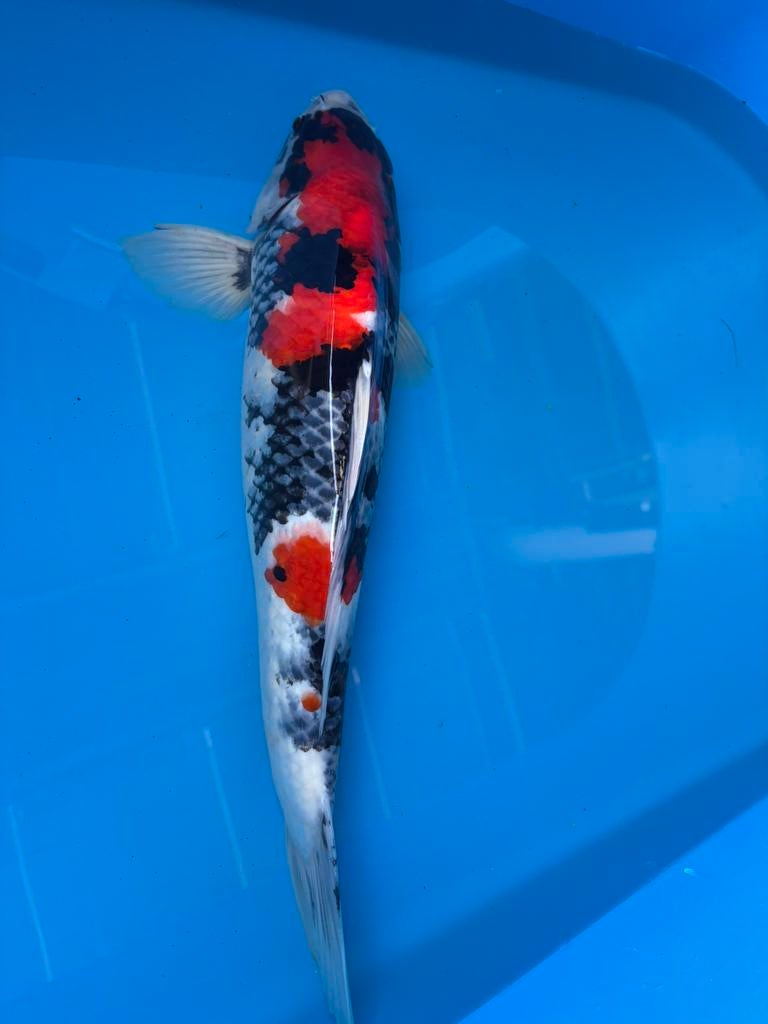 Japanse koi - showa - dainichi - 2024 - 45 cm