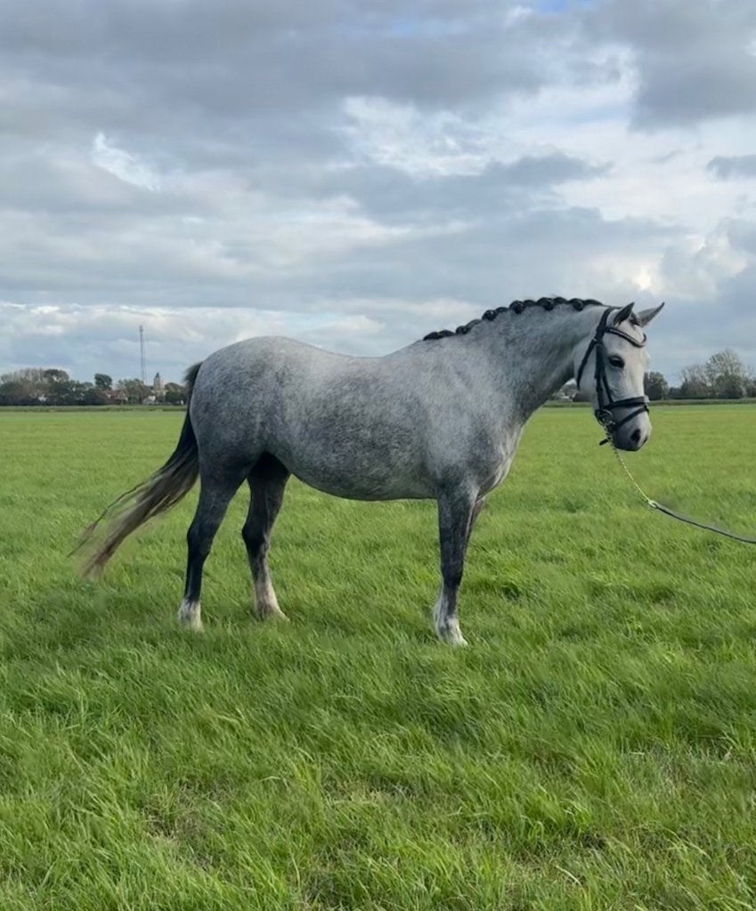6 jarige B-pony met uitzonderlijk springvermogen!, Dieren en Toebehoren, B, Springpony, 3 tot 6 jaar, B pony (1.17m tot 1.27m)