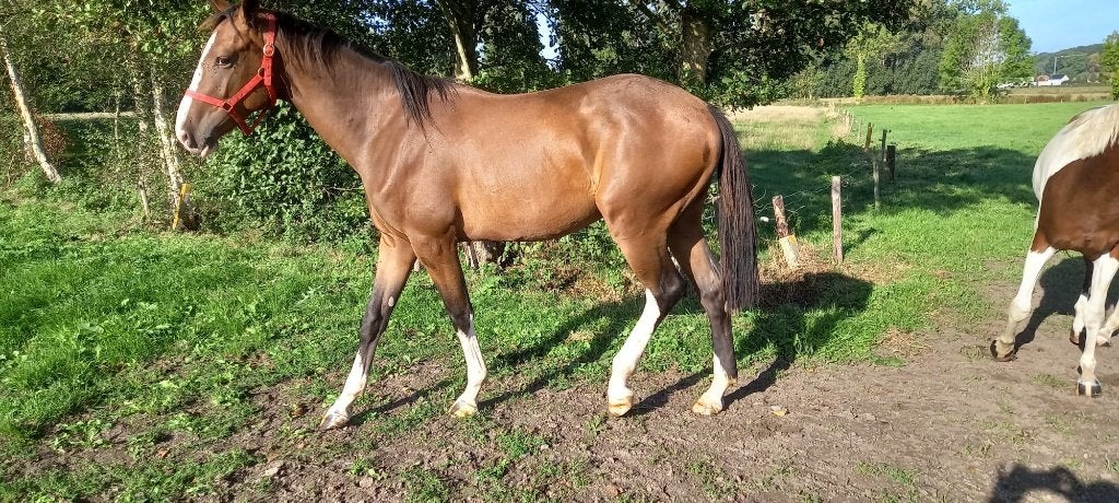 2J HENGST PEGASE V H RUYTERSHOF----2J RUIN DOLLAR DU ROUET, Avec pedigree, 165 à 170 cm, Plusieurs animaux, 0 à 2 ans
