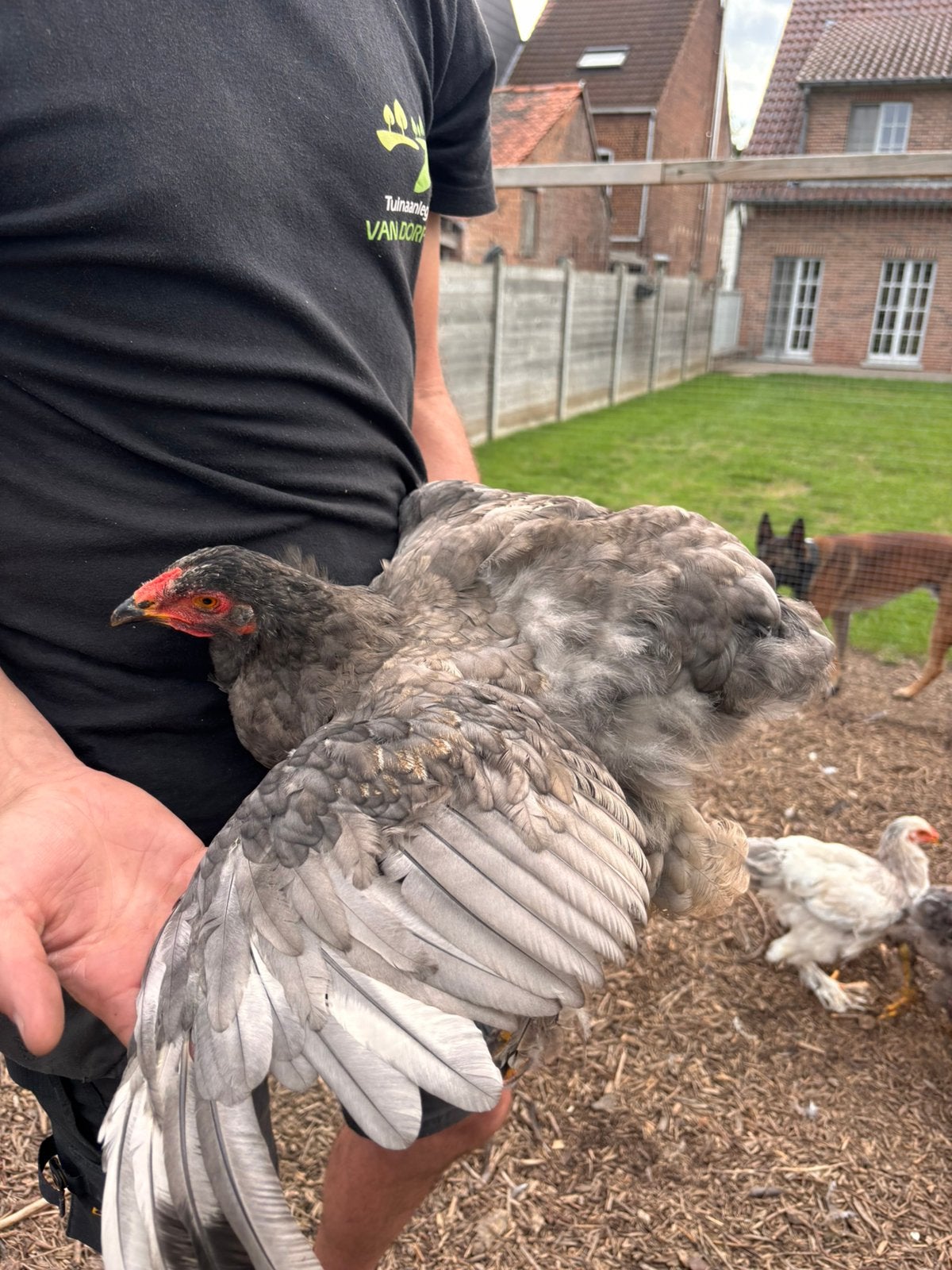 Brahma Hen, Dieren en Toebehoren, Vrouwelijk, Kip