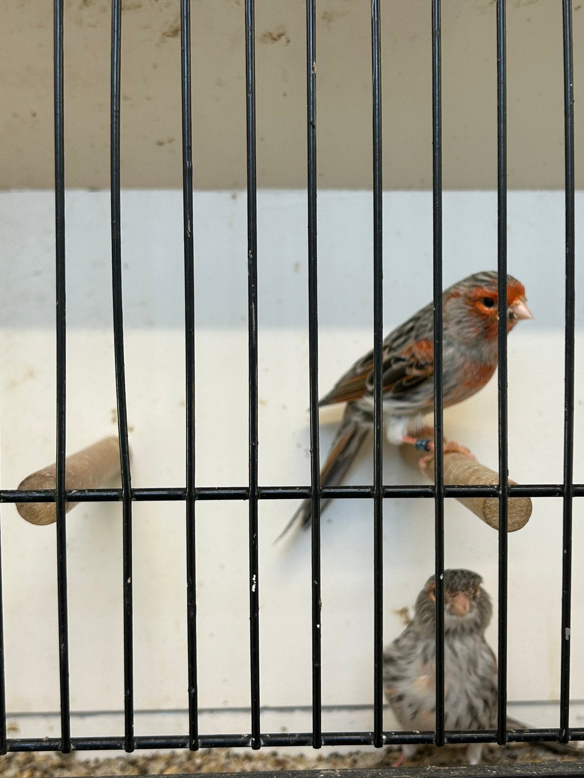 Rood agaat mozaïek kanaries, Dieren en Toebehoren