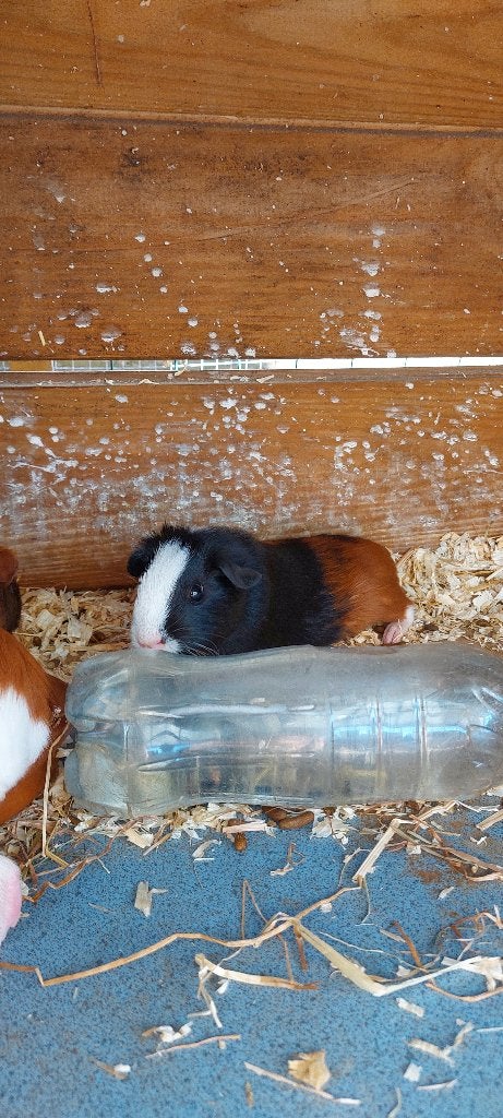 Cavia beertjes, Mâle, Juin, Domestique, Cobaye