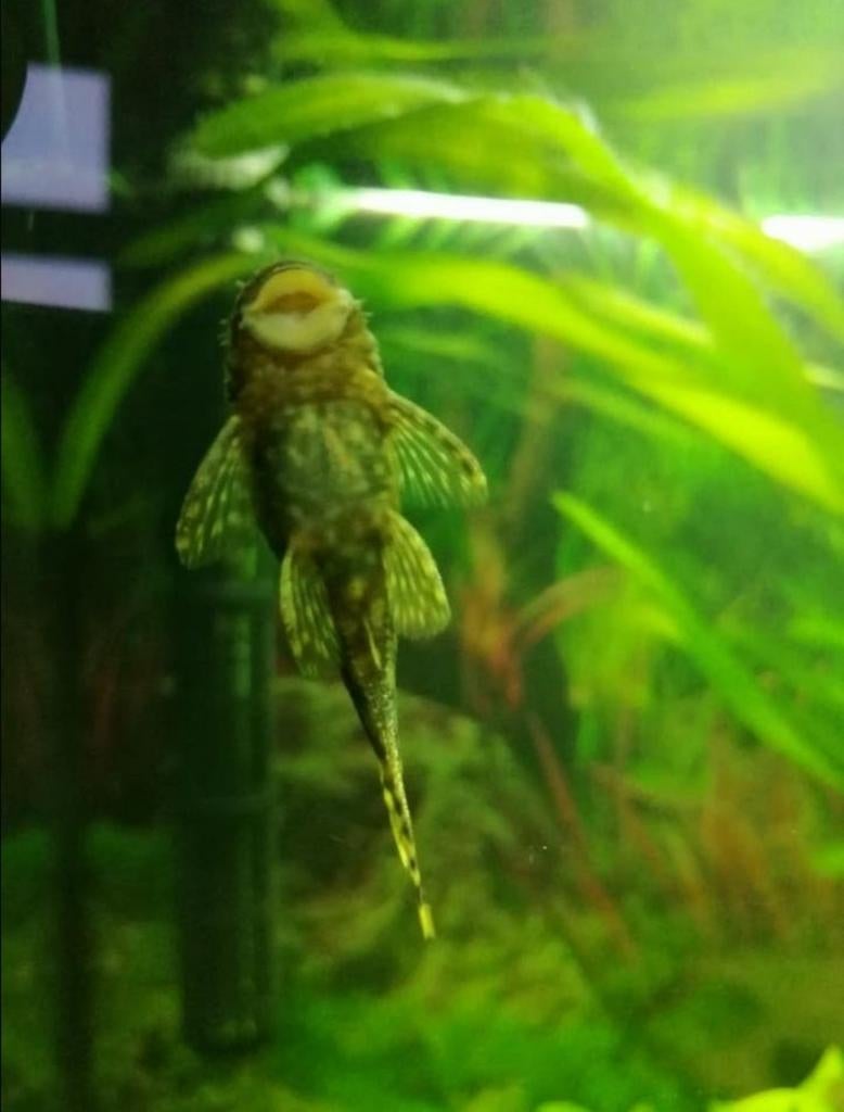 Jonge ancistrus man, Dieren en Toebehoren