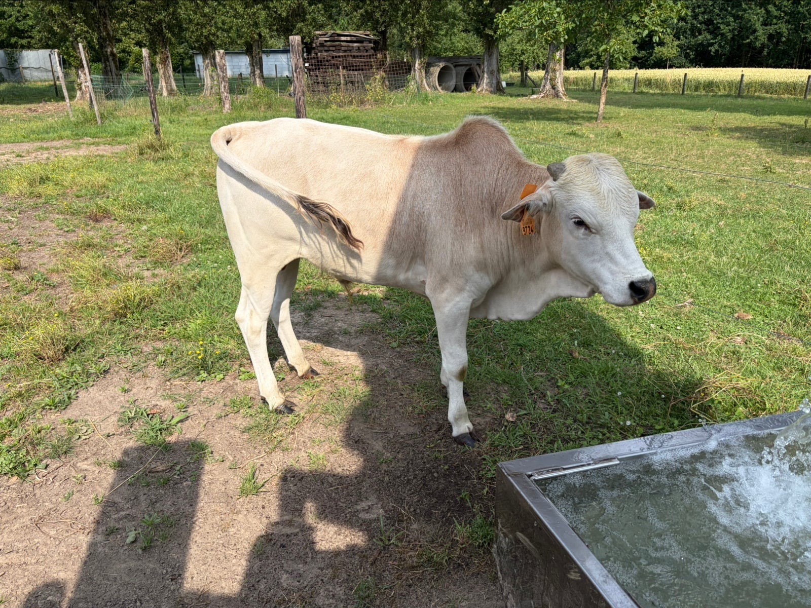 Zeboe stiertjes, Animaux & Accessoires, Bovins, Mâle, 0 à 2 ans