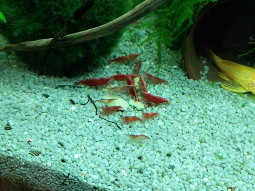 Vuurgarnaal / Red cherry, Dieren en Toebehoren, Vissen | Aquariumvissen, Kreeft, Krab of Garnaal