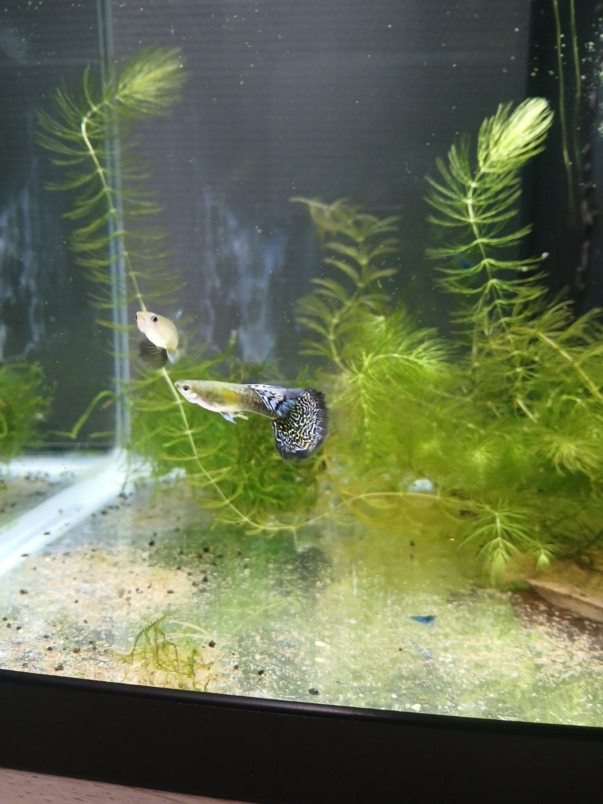 Platinum blue dragon ss halfmoon guppys BP85🤜 (Vietnam)