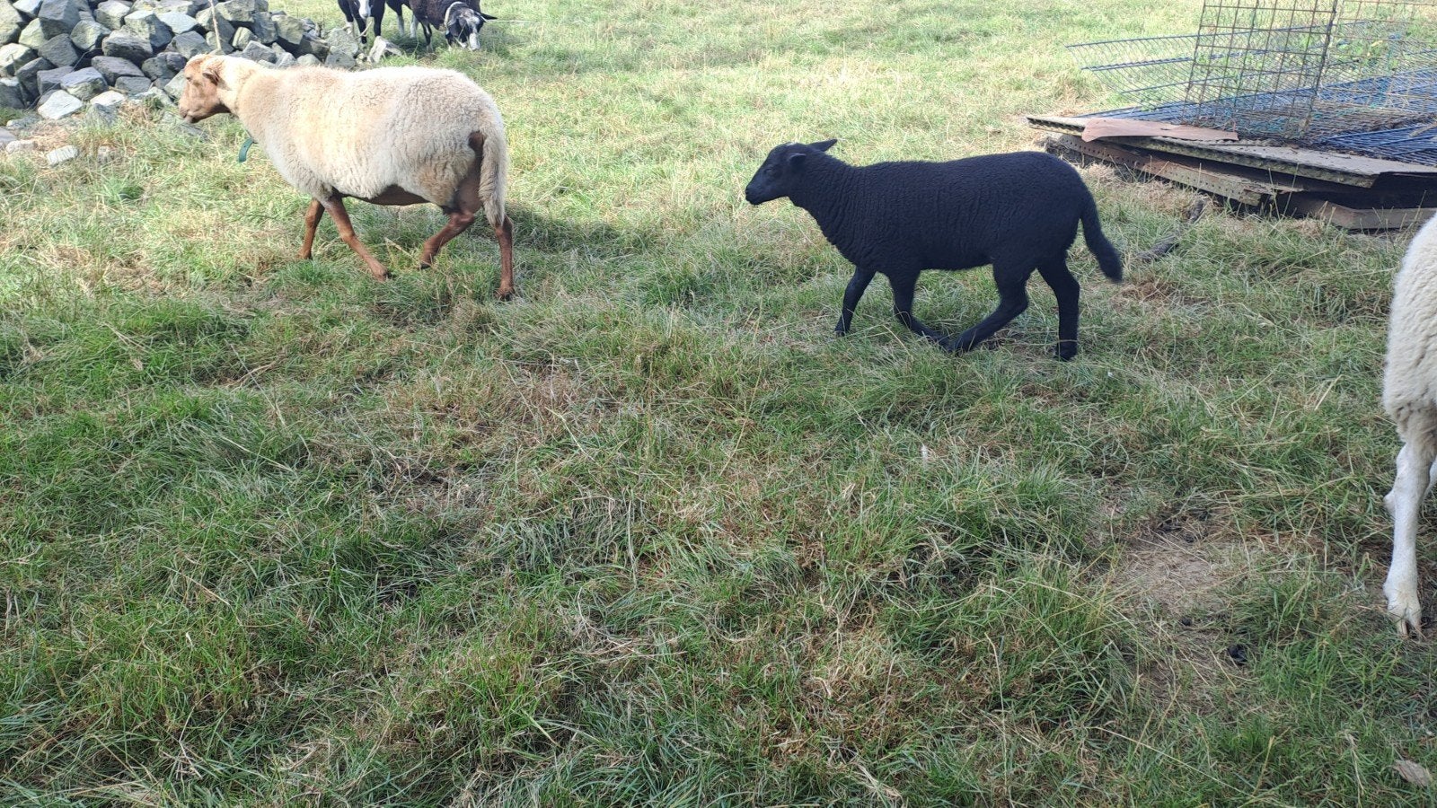 Agneau croisé entre un mouton Ardennes et Zwartbles, Femelle, Mouton, 0 à 2 ans