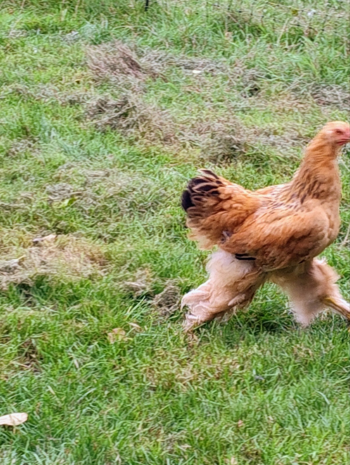 Brahma s, Plusieurs animaux, Poule ou poulet