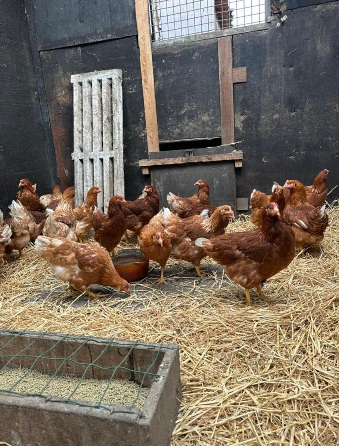 Jonge bruine legkippen te koop, Dieren en Toebehoren, Pluimvee, Kip