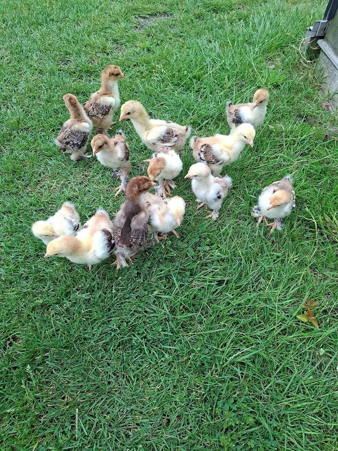 kuikens van brahma porcelein, Dieren en Toebehoren, Pluimvee, Geslacht onbekend, Kip