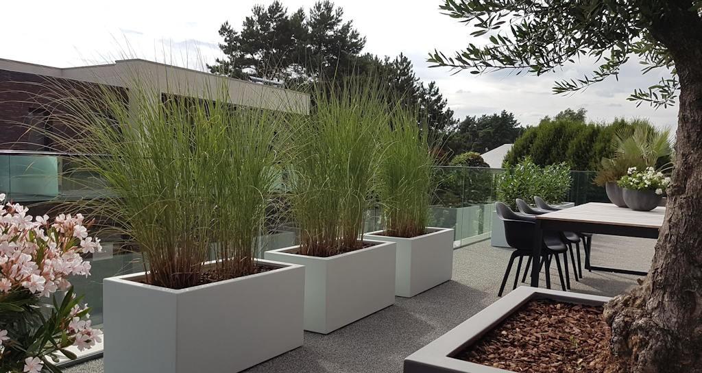 MISCANTHUS SIERGRASSEN - sterk hooggroeiend siergras, Tuin en Terras, Planten | Tuinplanten, Ophalen, Volle zon, Vaste plant, Siergrassen