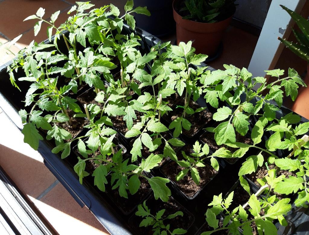 Plants de tomates, Enlèvement, Annuelle