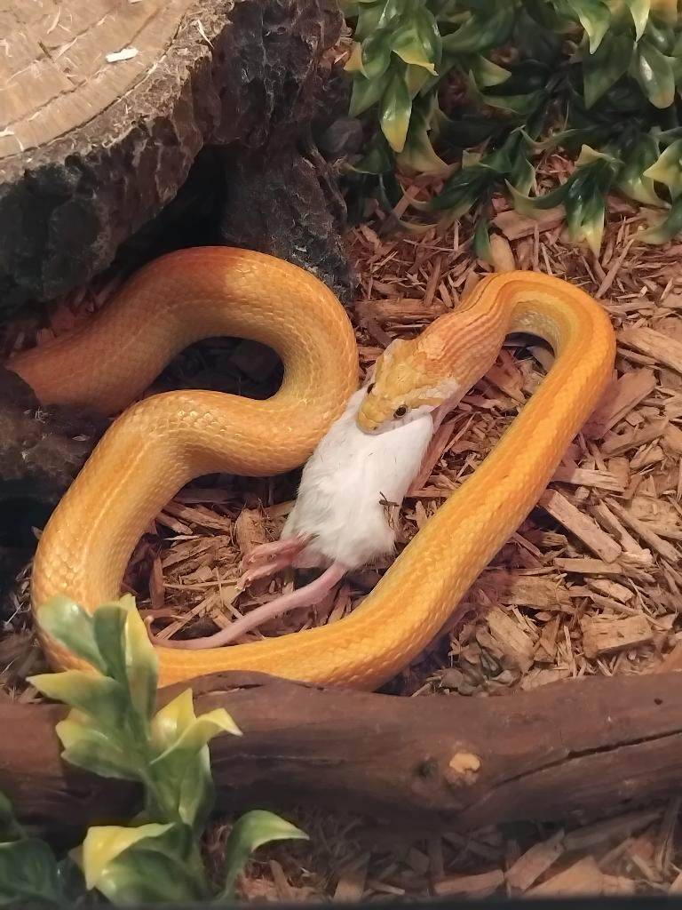 Korenslang'ultramel motley striped, Dieren en Toebehoren, Reptielen en Amfibieën, Slang, 0 tot 2 jaar