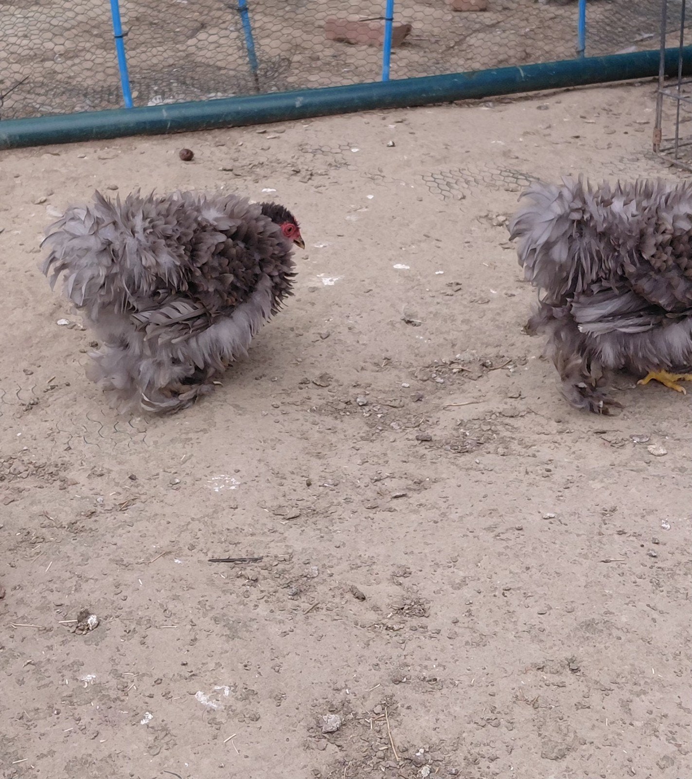 Trio Peking van maart 2026, Dieren en Toebehoren, Pluimvee, Meerdere dieren, Kip