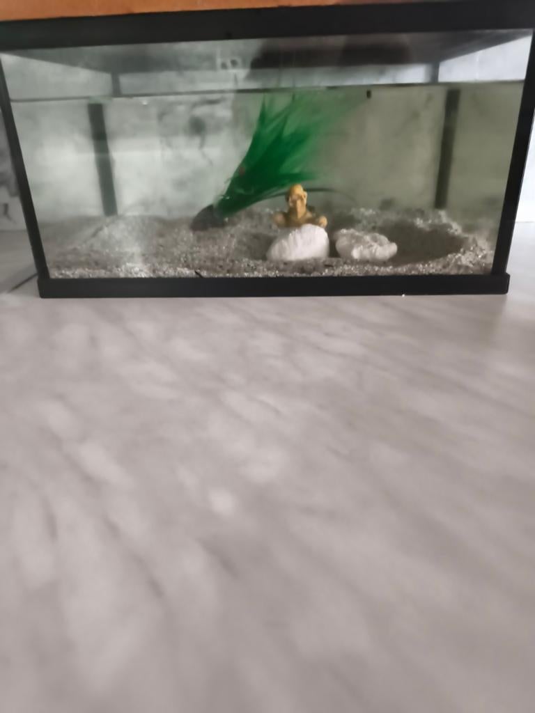 Aqarium, Dieren en Toebehoren, Ophalen, Decoratie