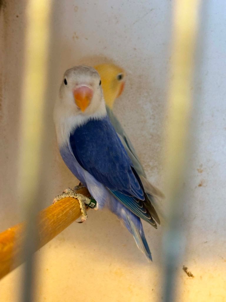 agapornis, Dieren en Toebehoren, Vogels | Parkieten en Papegaaien, Geslacht onbekend, Dwergpapegaai of Agapornis, Geringd