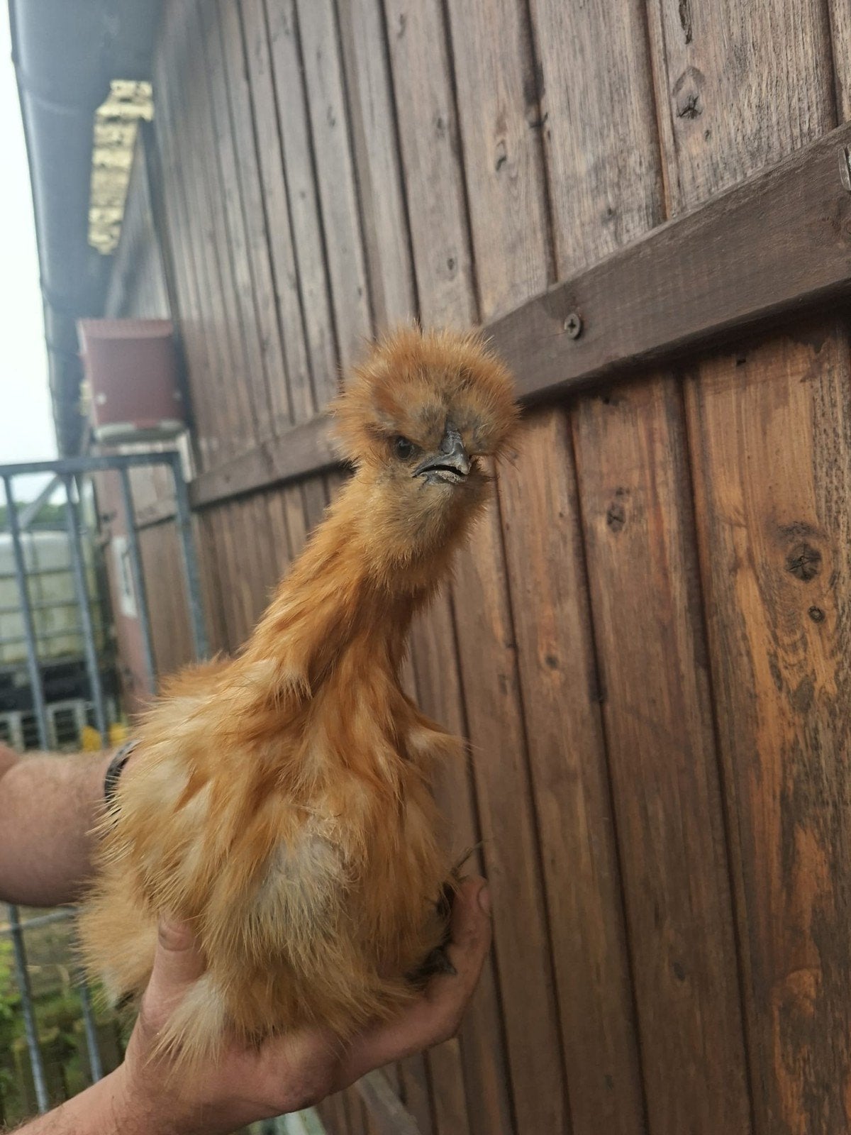Zijdehoenders, Dieren en Toebehoren, Meerdere dieren, Kip