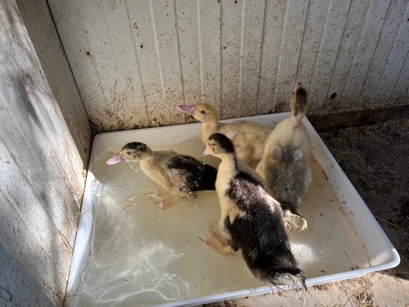 Barbarie eenden, Dieren en Toebehoren, Meerdere dieren, Eend