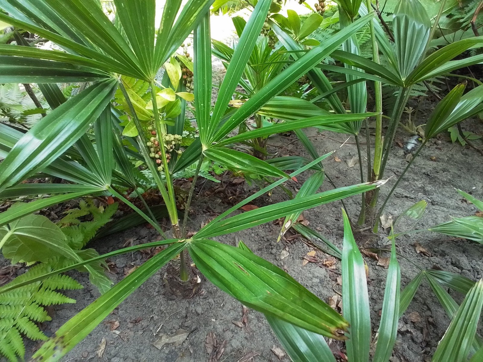Trachycarpus voor (h)eerlijke prijs., Tuin en Terras, Volle zon, Vaste plant, Lente, Ophalen