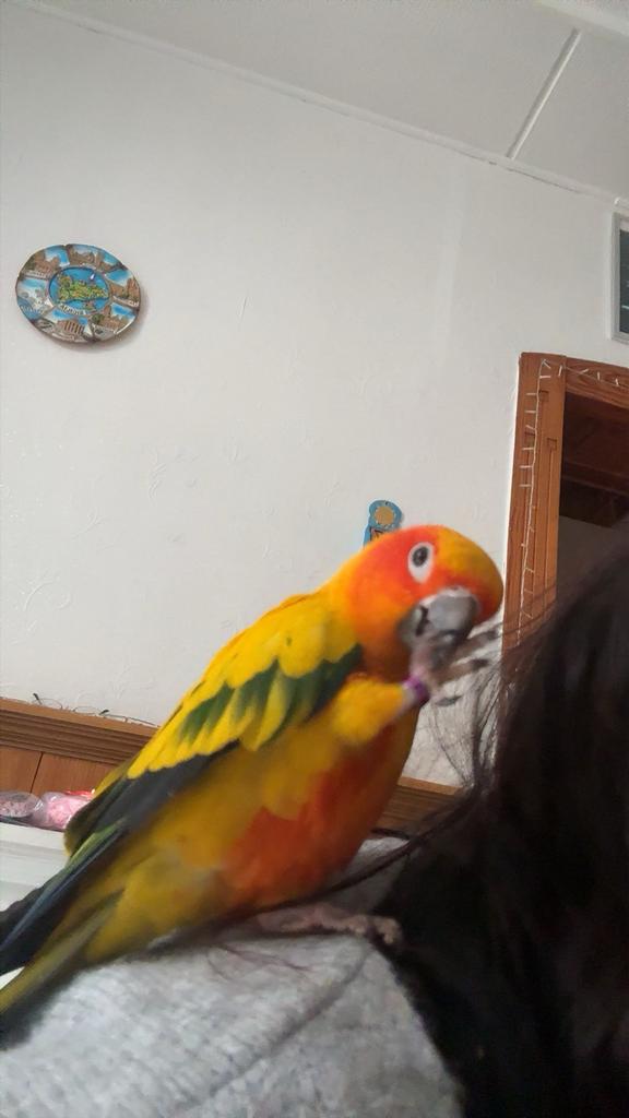 Conure soleil, Dieren en Toebehoren, Mannelijk, Papegaai, Geringd