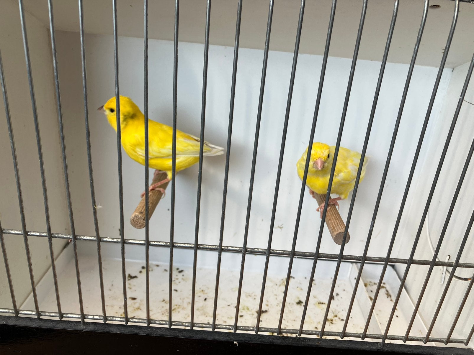 2 Geel bonte kanaries, Dieren en Toebehoren, Vogels | Kanaries, Meerdere dieren, Kleurkanarie