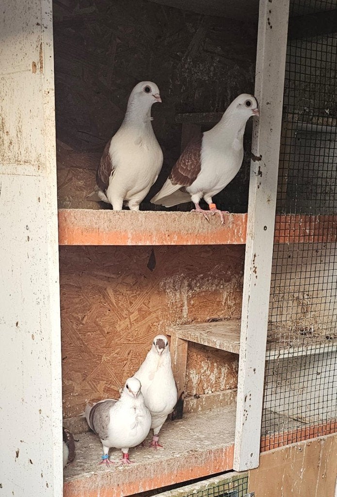 duiven, Dieren en Toebehoren