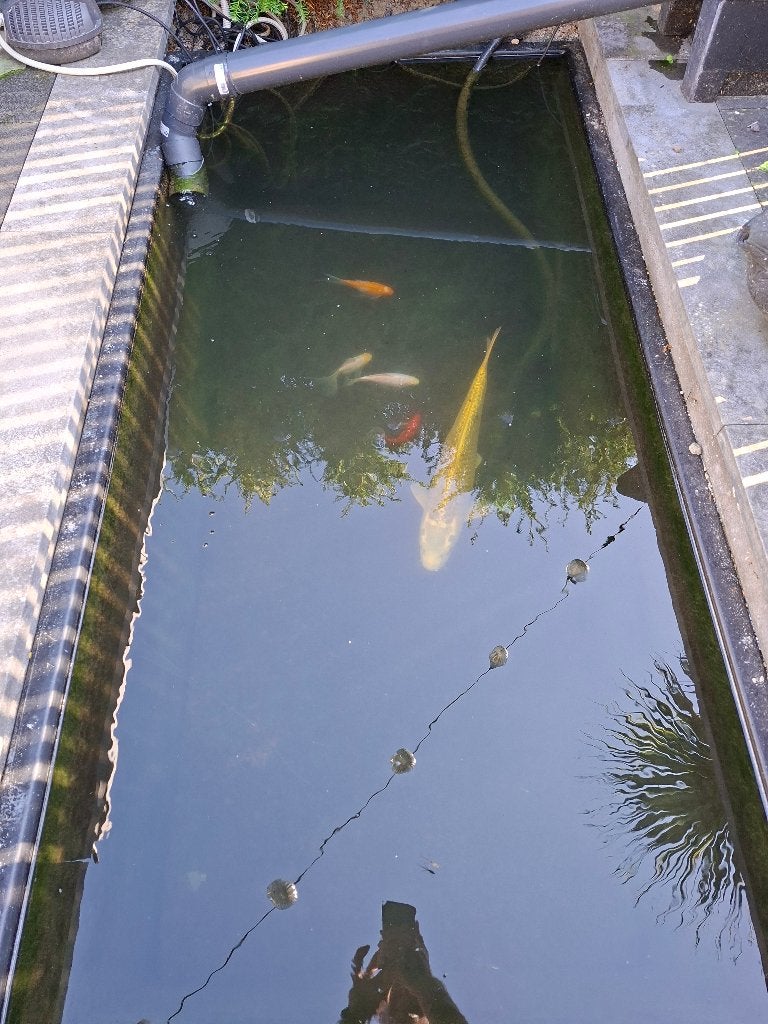 Vijvervissen, Karper of Koi
