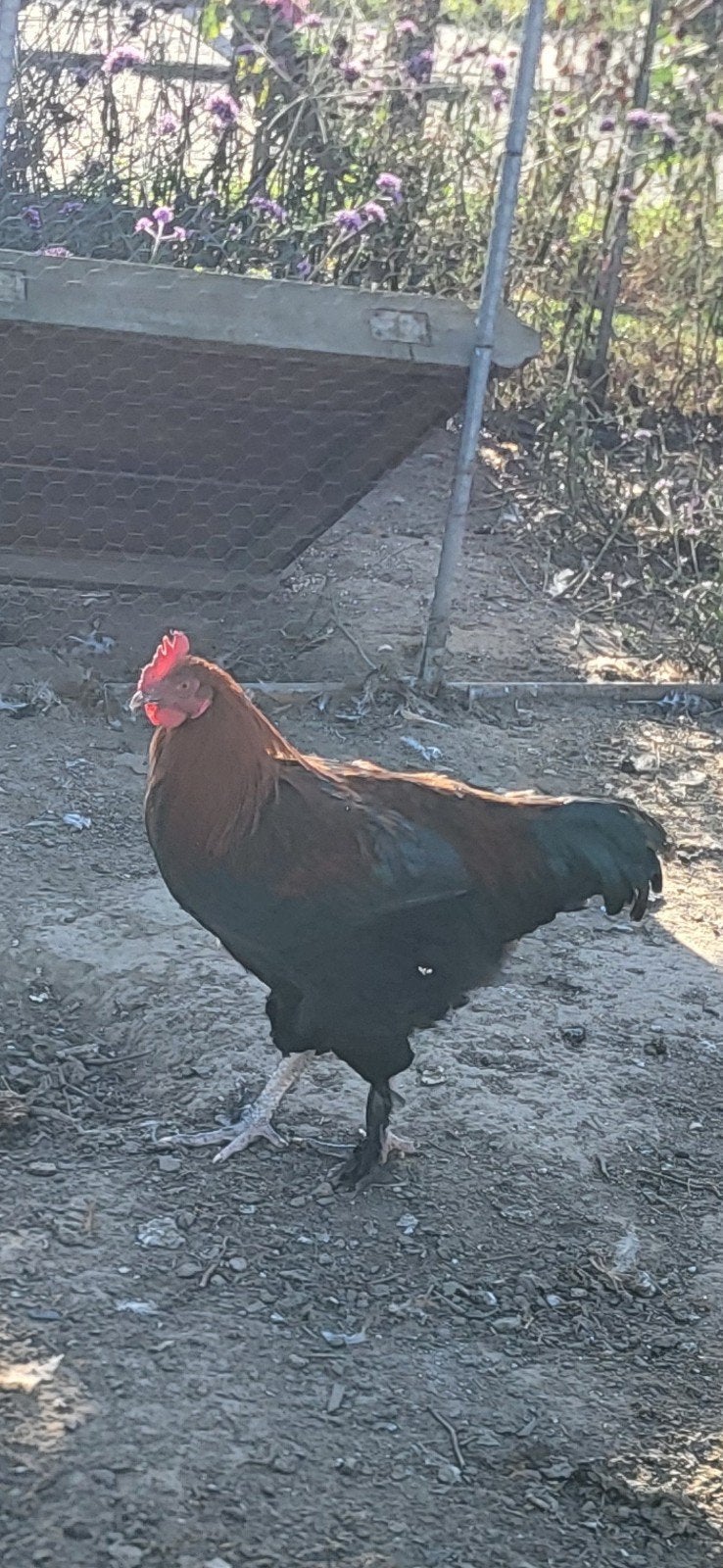 TE KOOP: 3 jonge hanen - uitgekomen op 8 april 2026 - natuur, Dieren en Toebehoren, Mannelijk, Kip