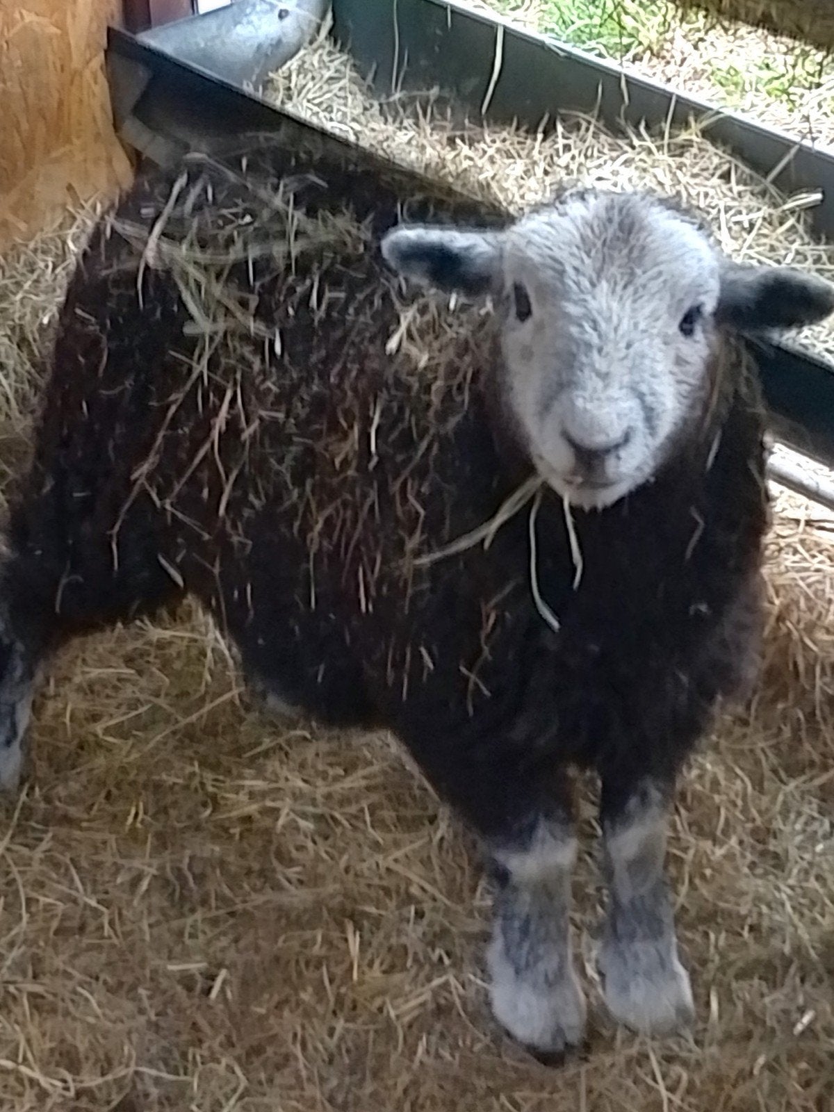 Herdwick