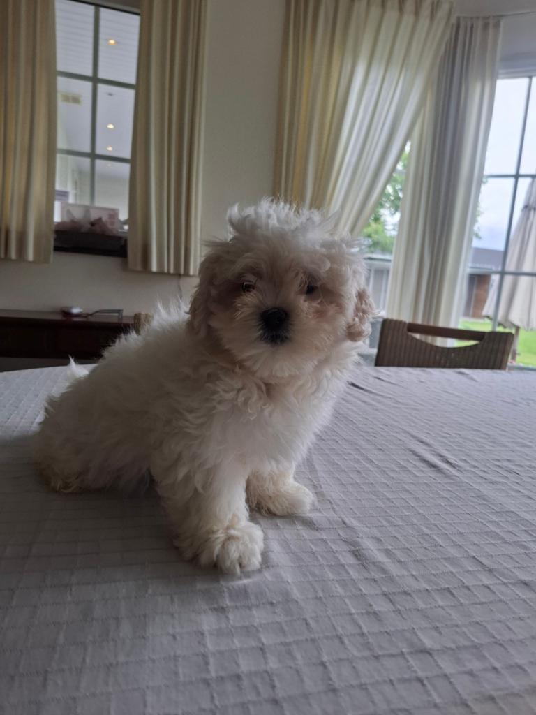 Chiots Maltipoo, Bichon maltais, Plusieurs, Hépatite contagieuse (maladie de Rubarth), Belgique