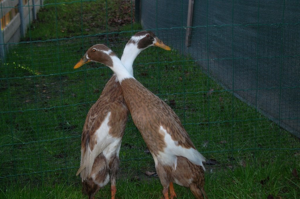 loopeenden, Dieren en Toebehoren, April, Vrouwelijk
