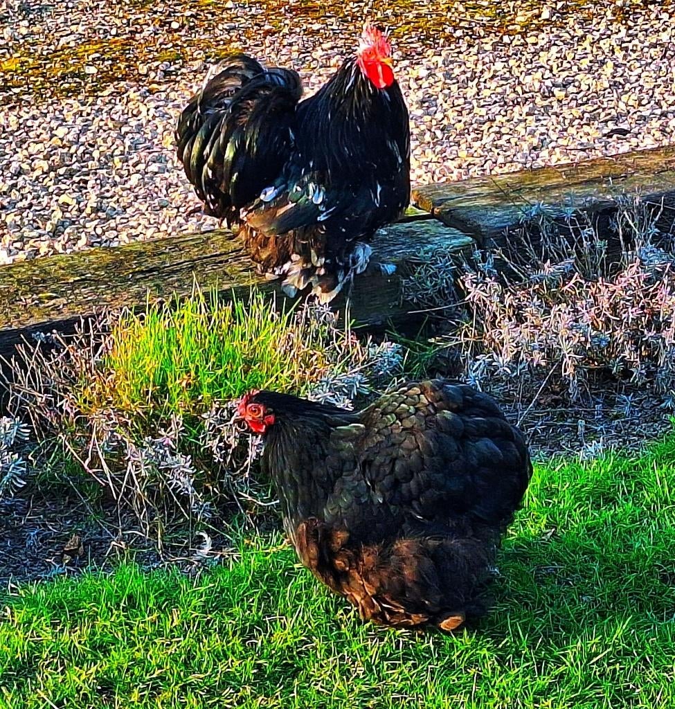 Cochin kriel wit/zwart, Dieren en Toebehoren, Pluimvee, Kip