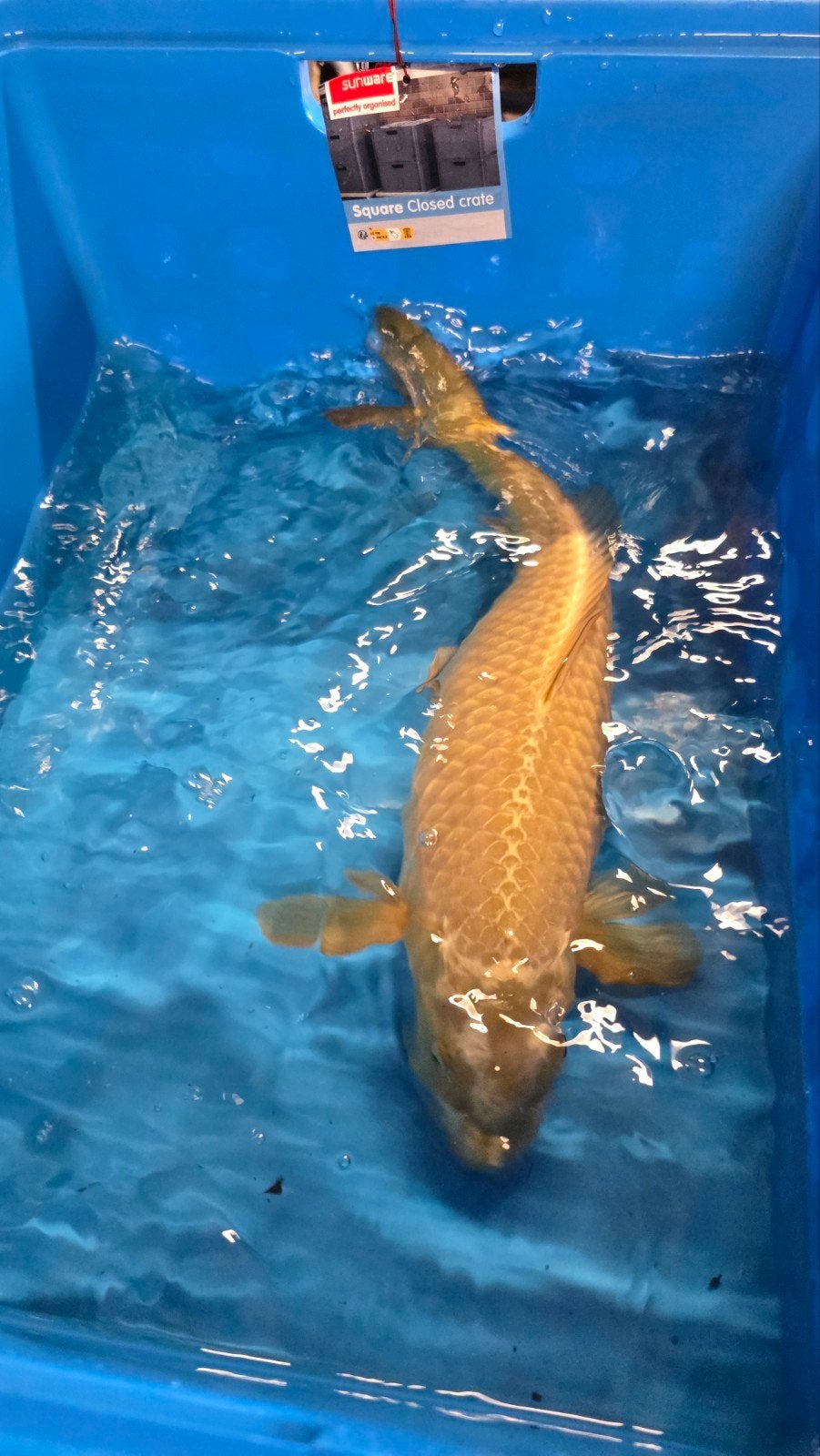 Chagoi koi