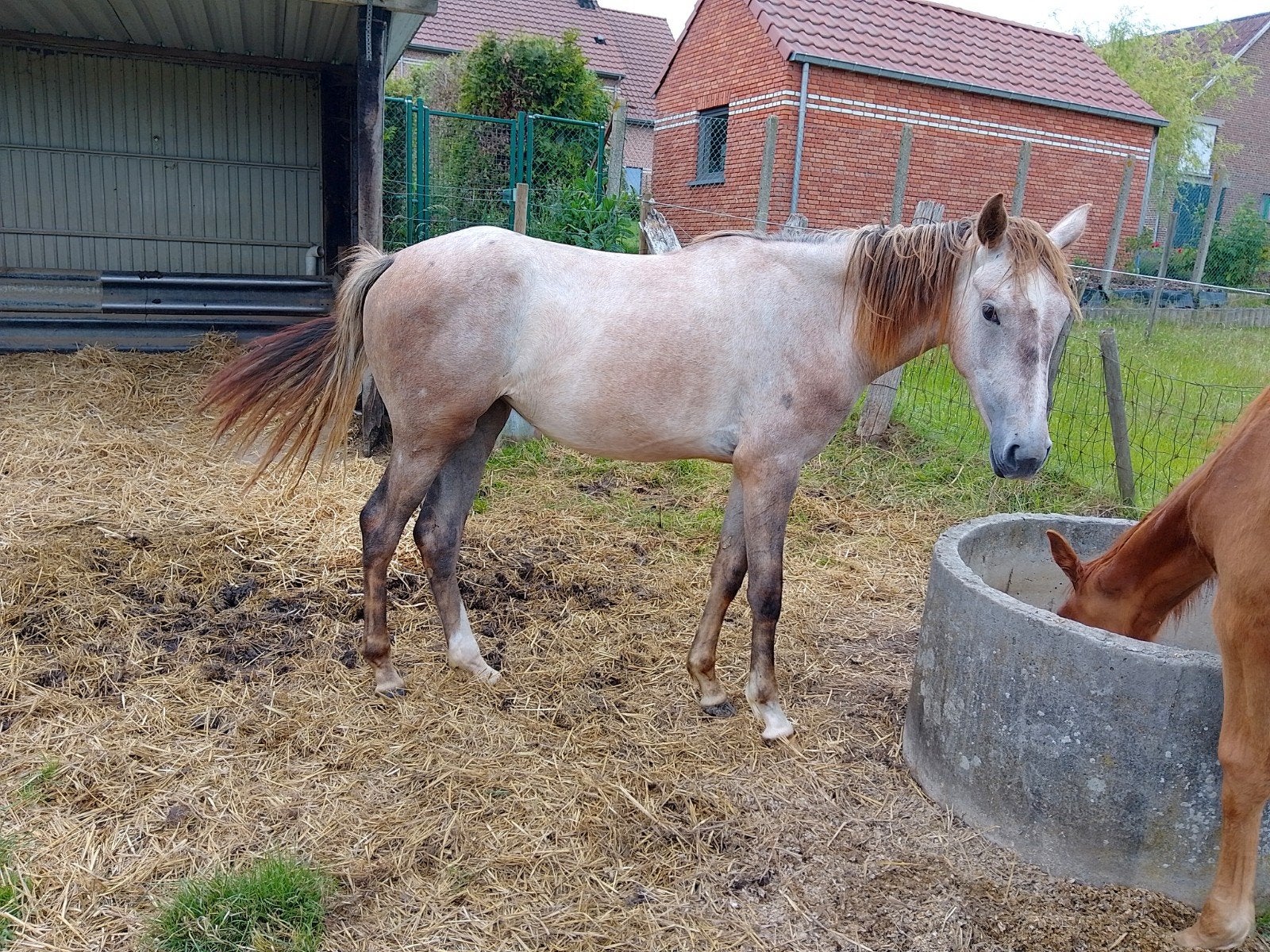 D pony merrie, Dieren en Toebehoren, Merrie, M